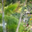 Garden spider