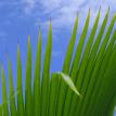 Landscape crop