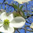 Dogwood