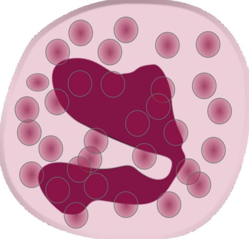 Eosinophil