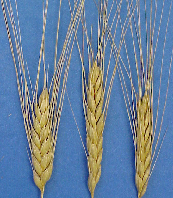 Wheat